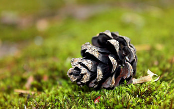 Grass, Pine, Macro, Needles, Moss, Bump, Cone HD wallpaper