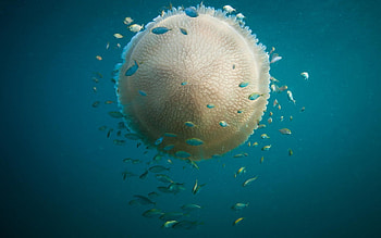 blue, sea, animal, jellyfish, underwater, fish, ocean HD wallpaper