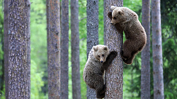 Animals, Bears HD wallpaper