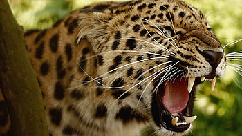 Animals, Leopard, Grin, Muzzle, Big Cat HD wallpaper