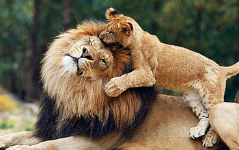 Parent and cub, Lions HD wallpaper