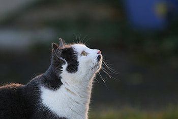 Animals, Cat, Muzzle, Sight, Opinion, Profile, Spot HD wallpaper