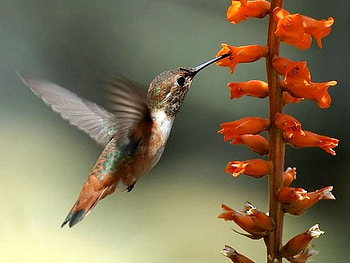 Humming Bird, beautiful, flowers HD wallpaper