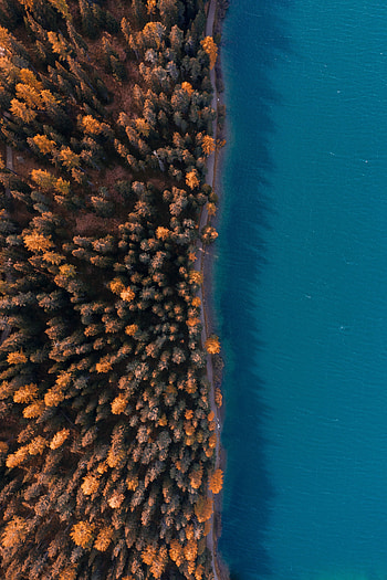 Sea, Nature, Water, Trees, View From Above, Coast, Forest HD phone wallpaper