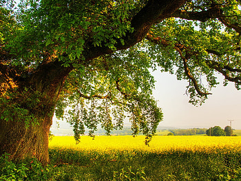 Tree, field, green, nature, grass HD wallpaper
