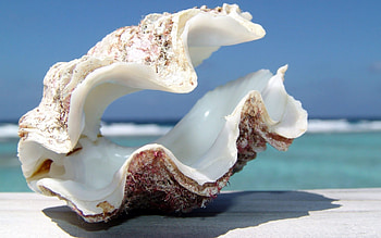 Shell , Unique patterns, Oceanic beauty, Natural art HD wallpaper