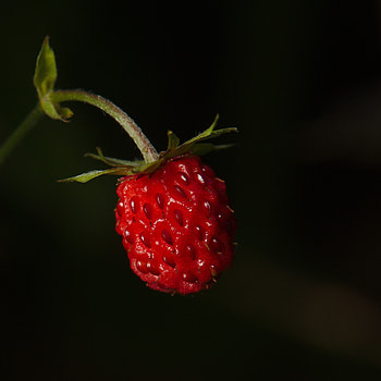 Strawberry, Macro, Berry, Ripe, Wild Strawberries HD phone wallpaper