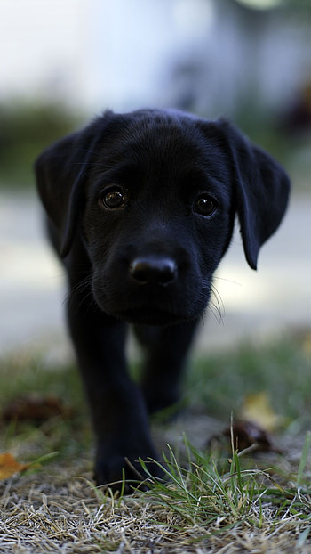 Black Dog, Puppy HD phone wallpaper