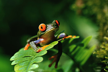 Red-eyed tree frog , Colorful amphibian, collection, Animal graphy HD wallpaper