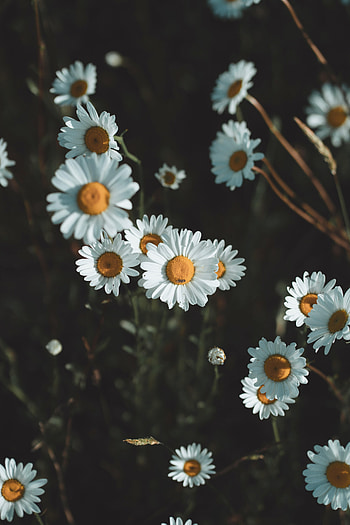Flowers, Camomile, Petals, Wildflowers HD phone wallpaper
