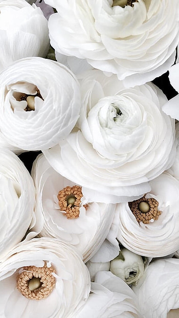 White Flowers, Beautiful, Beautiful Flowers HD phone wallpaper