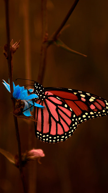 Red Butterfly, Adorable, Aesthetic HD phone wallpaper