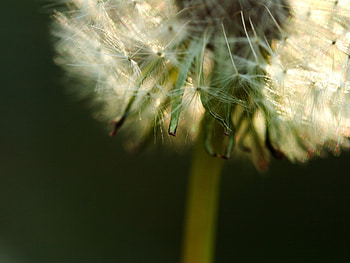 Flower, Macro, Stem, Stalk, Dandelion, Fluff, Fuzz HD wallpaper