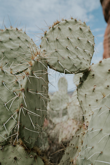 Flowers, Needle, Cactus, Thorns, Prickles, Spearhead, Prick HD phone wallpaper