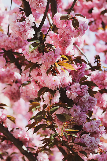 Flowers, Sakura, Branches, Bloom, Flowering HD phone wallpaper