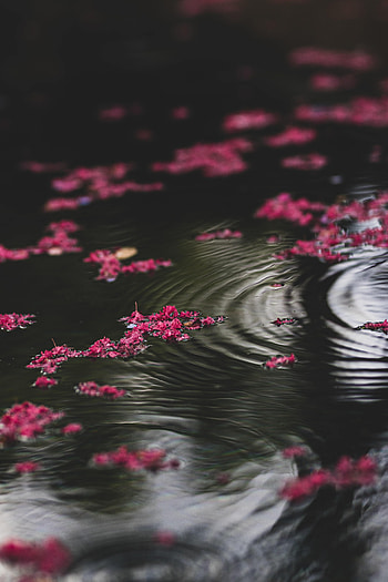Flowers, Water, Glare, Ripples, Ripple HD phone wallpaper