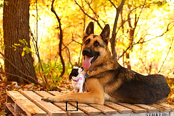 Friends for all Time, two, sweet, dogs, wonderful, small, protecting, little, big, animals, love, friendship, forest, friends, forever, together HD wallpaper