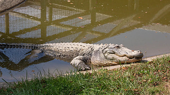 Lake Tobias Wildlife Park, Alligators HD wallpaper