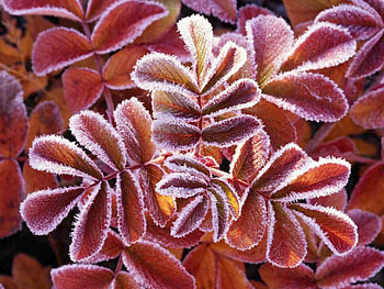 winter change, colorful, season, leaves, flowers HD wallpaper