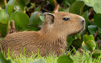 Cute capybara , resolution, Adorable backgrounds, Rodent delight HD wallpaper