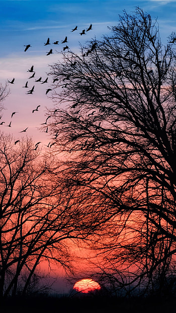 Tree Silhouette in the Sunset, silhouette, tree, sun, nature HD phone wallpaper