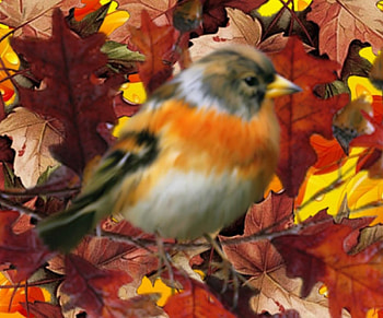 Autumn Bird, animal, autumn, leaves, bird HD wallpaper