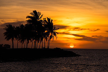 Sunset, Sea, Beach, Dark, Palm HD wallpaper