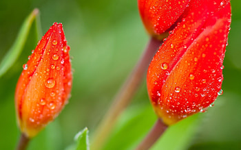 Drops, Flower, Macro, Petals, Stem, Stalk HD wallpaper