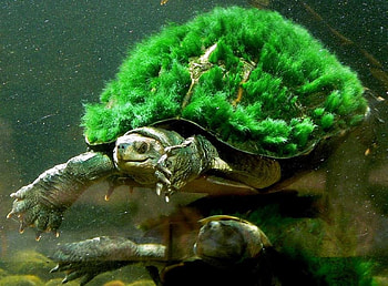 Grass home, turtle, reptiles, living, animals HD wallpaper