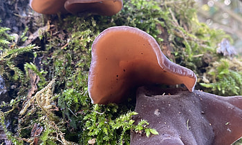 Medicinal mushrooms, Hips & Haws wildcrafts, Food HD wallpaper