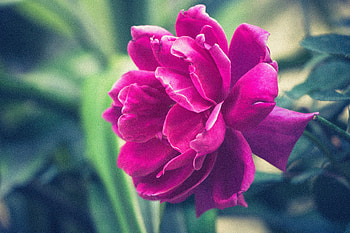 Flowers, Pink, Petals, Bud, Pion, Peony HD wallpaper