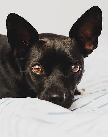 Muzzle, black dog, animal HD phone wallpaper