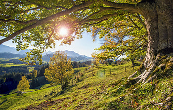 Beech trees in Southern Europe, Growth declines, Environmental challenges, Nature's battle HD wallpaper