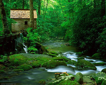 digital forest , digital, forest HD wallpaper