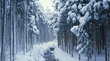 Landscape, Winter, Rivers, Trees, Snow HD wallpaper