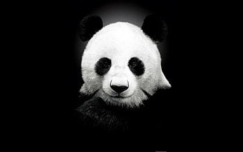 PandaBear, white, black, bear, face, cute, panda HD wallpaper