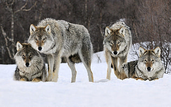 Animals, Wolfs, Snow, Predator, Flock HD wallpaper
