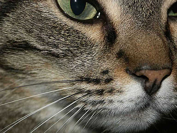 cat HD wallpaper