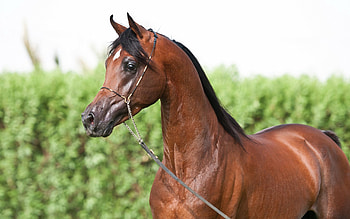 Animals, Muzzle, Horse, Team HD wallpaper