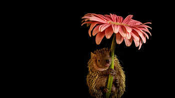 Hedgehog, flower, cute, arici, gerbera, animal, umbrella, black, parasol, pink, funny HD wallpaper