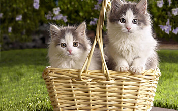 Animals, Flowers, Grass, Fluffy, Couple, Pair, Basket, Kittens HD wallpaper