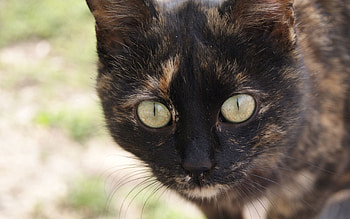 Animals, Cat, Eyes, Color, Mustache, Moustache, Paws, Nose HD wallpaper