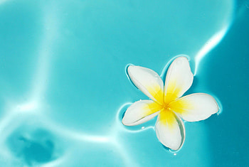 Plumeria flowers, Vibrant backgrounds, Exotic beauty, Serene paradise HD wallpaper