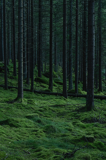 Nature, Trees, Grass, Pine, Moss HD phone wallpaper