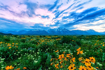 Wildflowers At The Tetons, blue, snowy peaks, white, beautiful, National Park, field, green, yellow, clouds, flowers, sky, mountains, sunset HD wallpaper