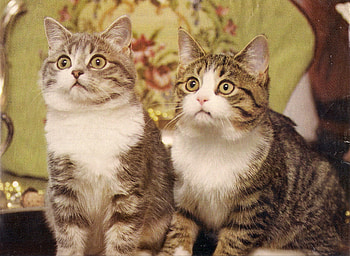 Main Coon twin cats, twin, maincoon, cat, paws, goldeye HD wallpaper