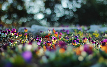Pansies, pansy, field, flower, nature, flowers HD wallpaper