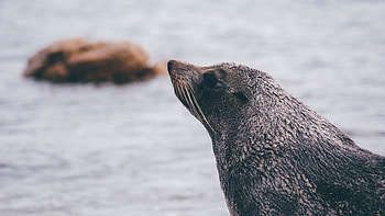 Animals, Muzzle, Blur, Smooth, Sea Lion HD wallpaper