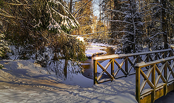 Winter Forest, Winter, Nature, Forest, Tree HD wallpaper