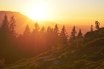 Vibrant sunset over mountain terrain with silhouette of trees and warm orange hues. HD wallpaper